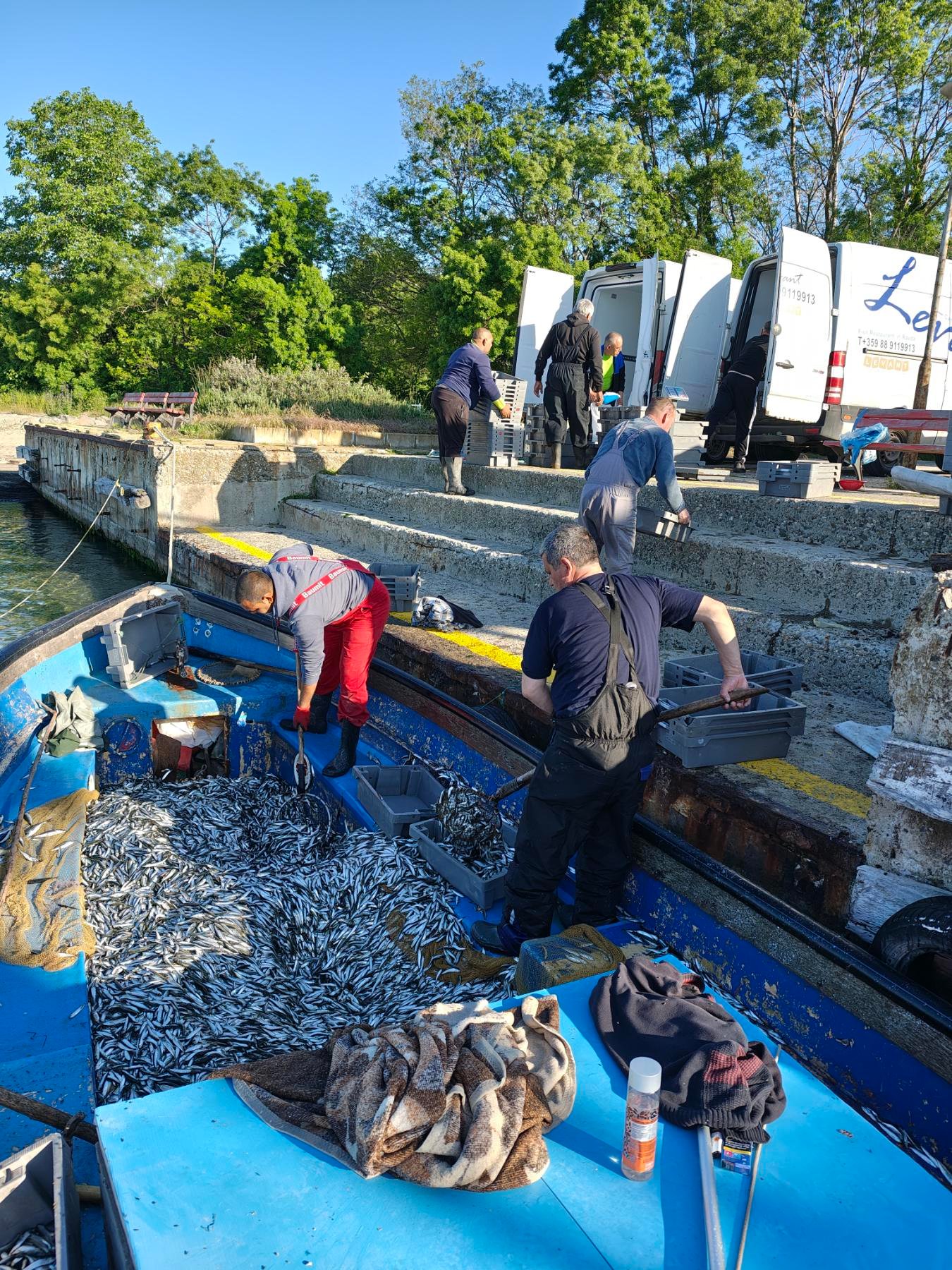 Рибна сцена