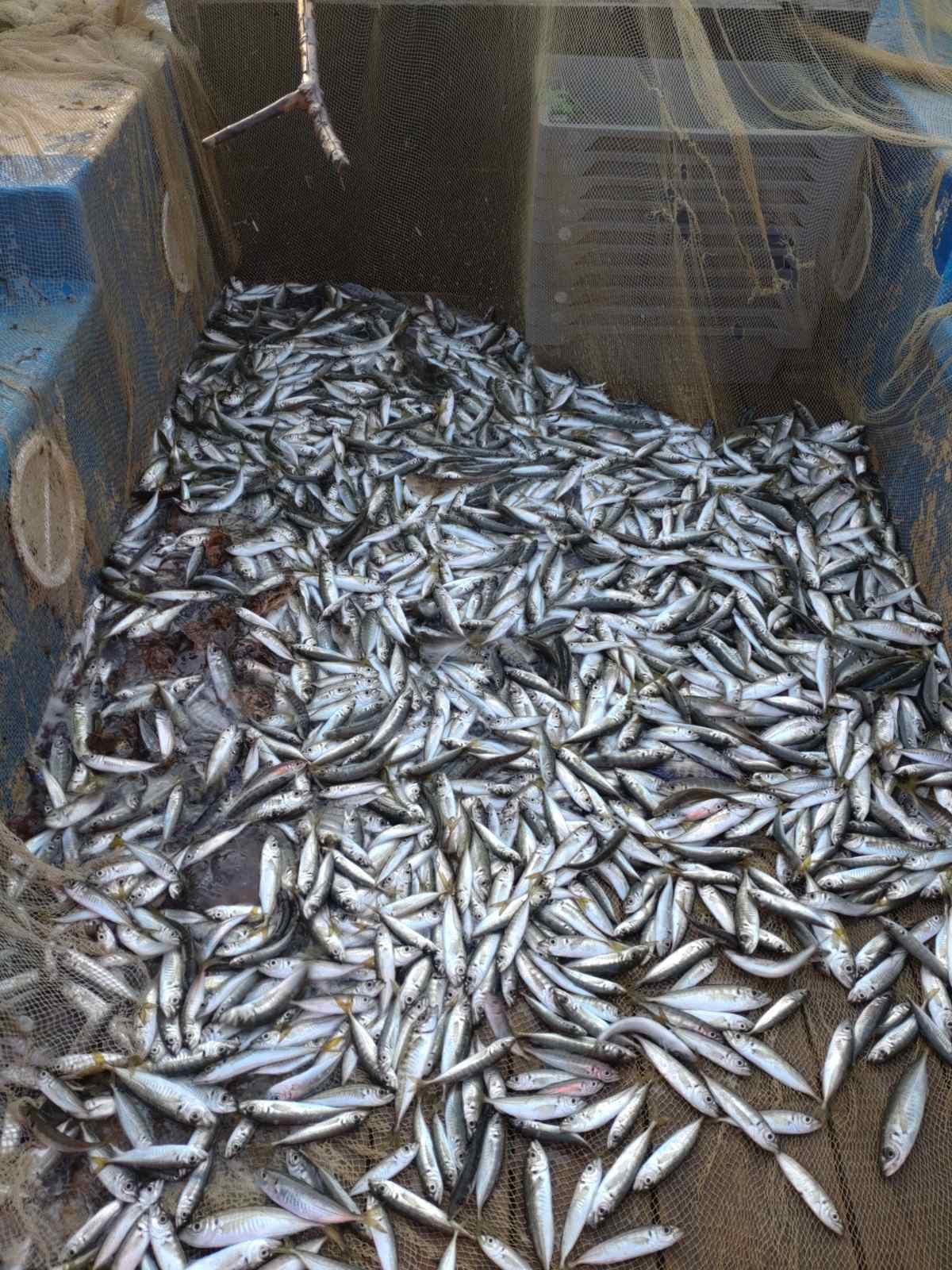 Кашон с прясна риба